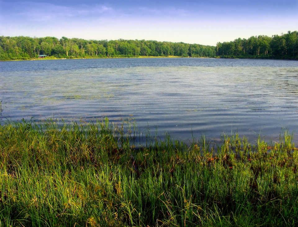 пейзаж дерево вода природа