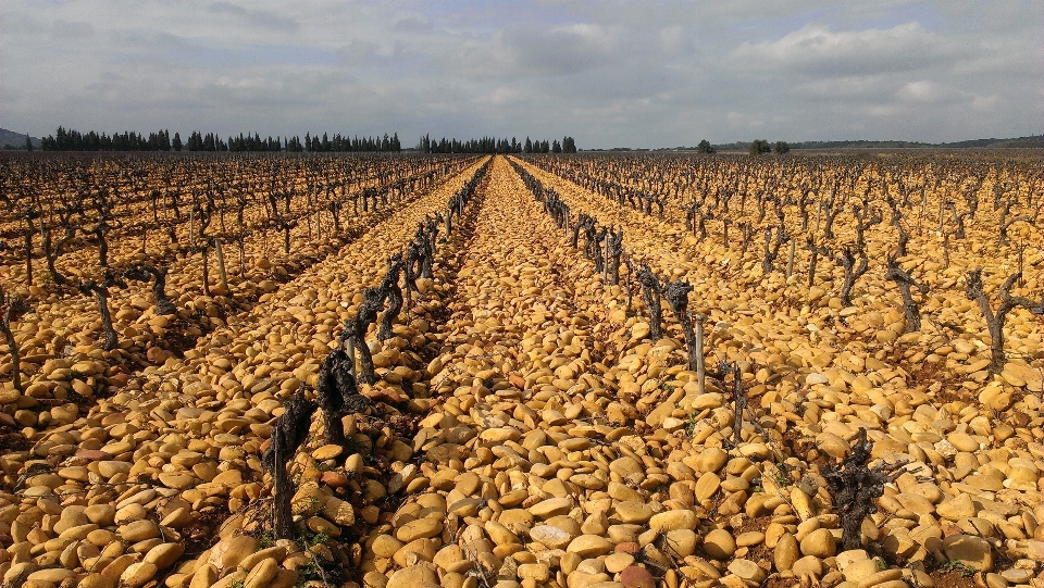 Field food harvest produce