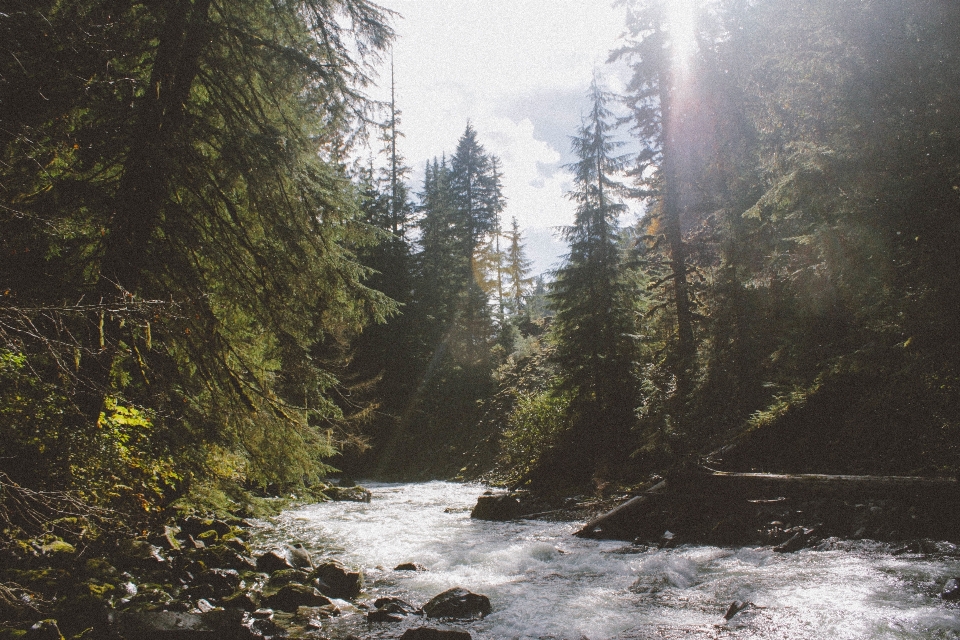 природа лес водопад пустыня
