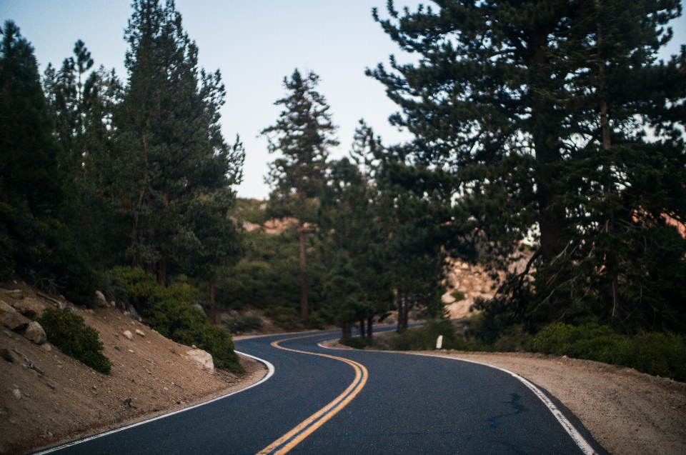 Tree road highway driving