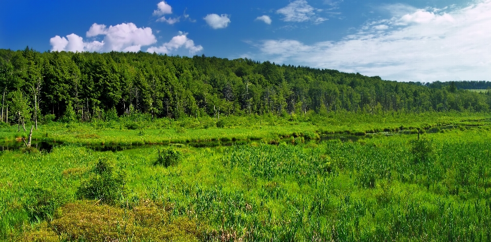 Landscape tree forest grass