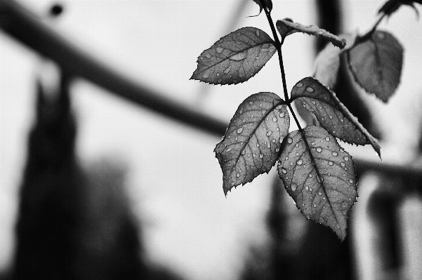 Tree branch winter black and white Photo