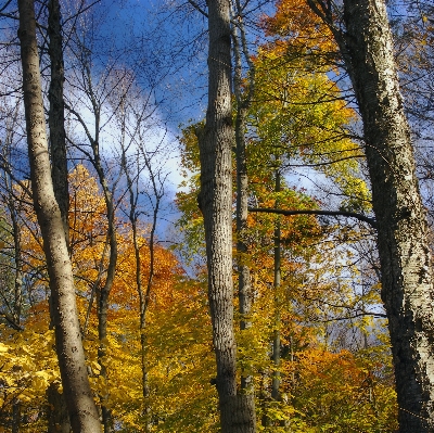 Tree nature forest wilderness Photo