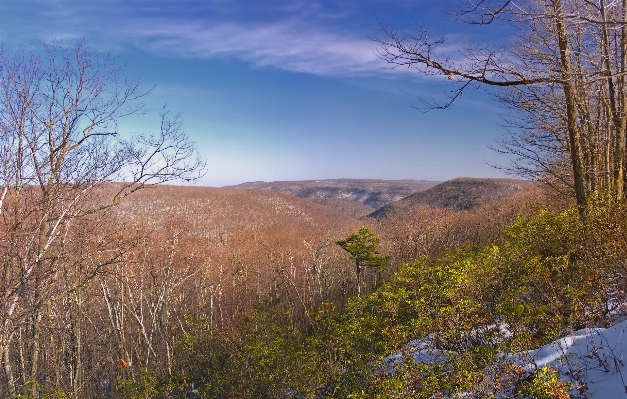 Landscape tree nature forest Photo