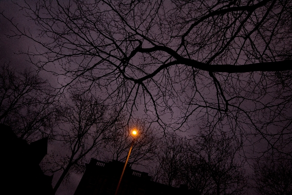 木 ブランチ ライト 空 写真