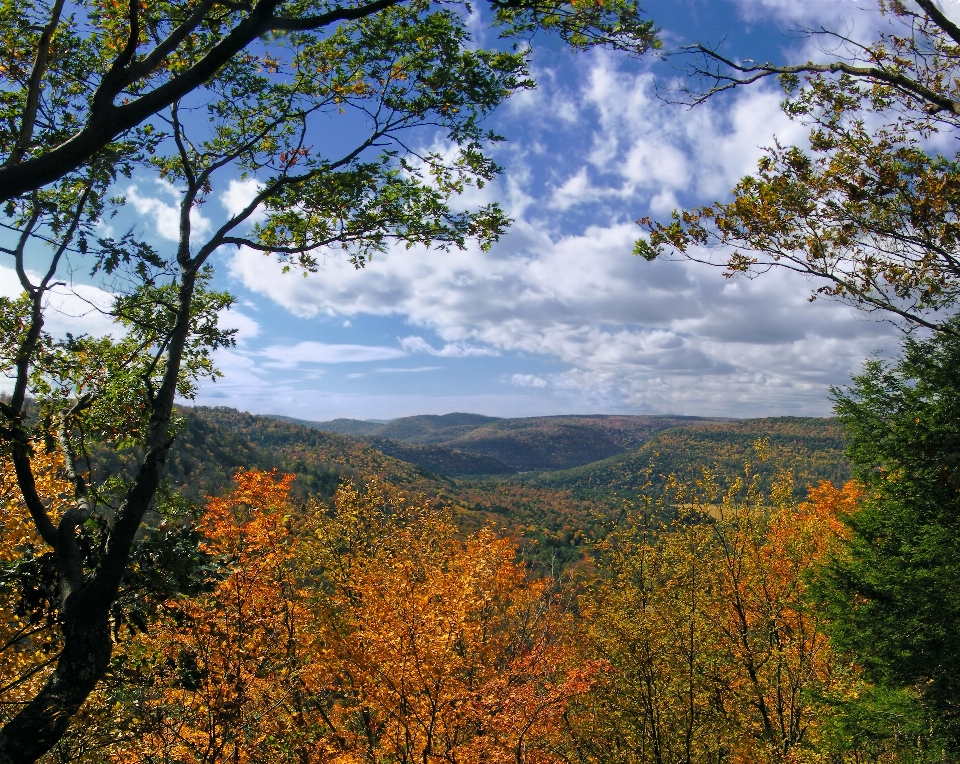 Landschaft baum natur wald