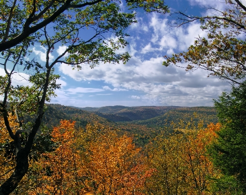 Landscape tree nature forest Photo