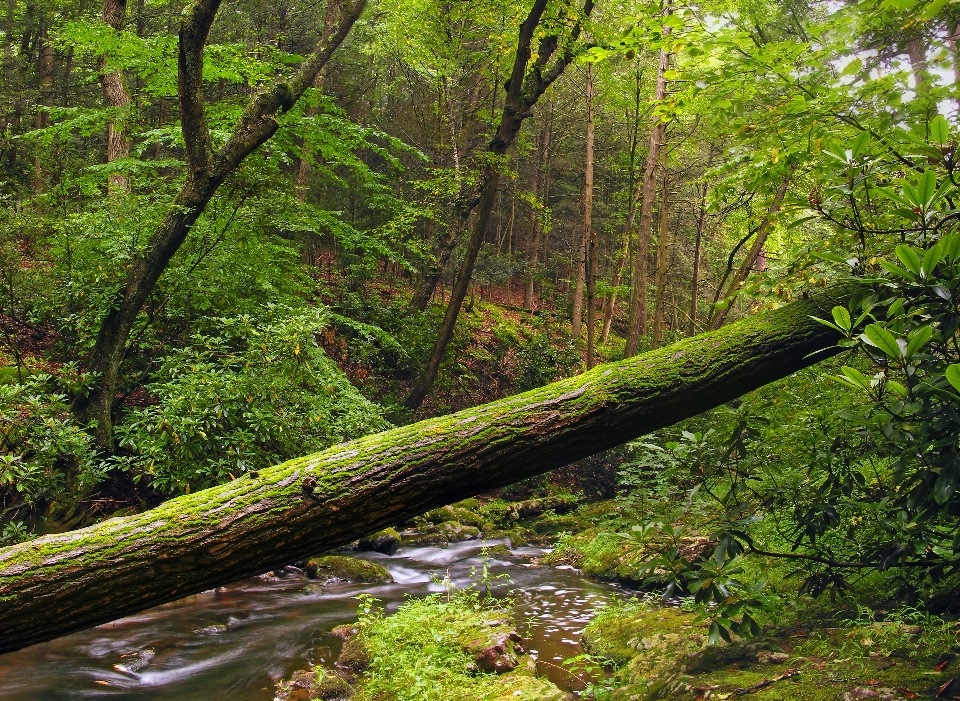 Pohon alam hutan sungai kecil
