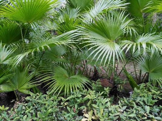 Foto Pohon tanaman daun bunga