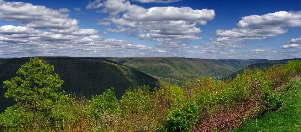 пейзаж дерево природа лес