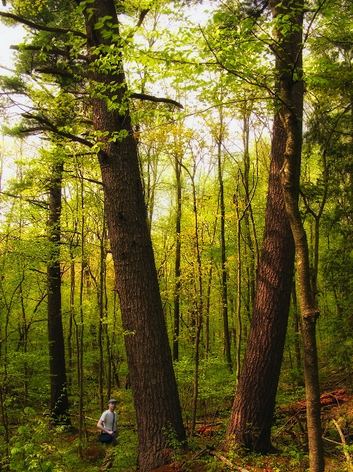 Drzewo natura las pustynia
