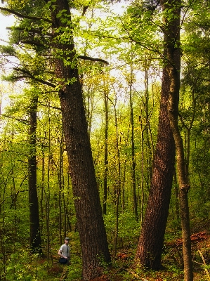 木 自然 森 荒野
 写真