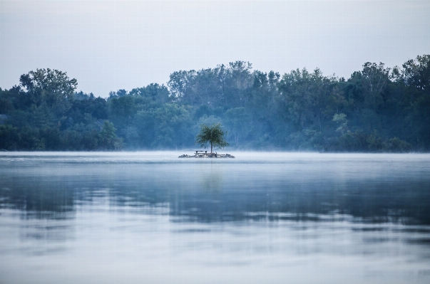 Tree water nature forest Photo