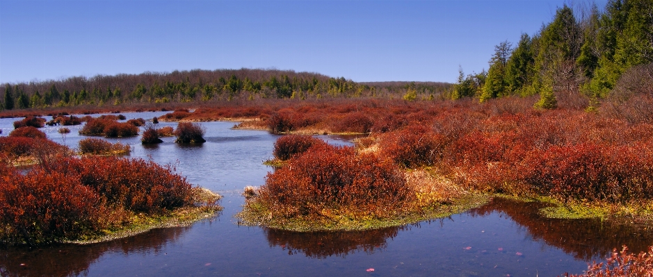 Landscape tree grass marsh Photo