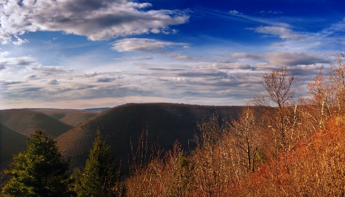 Landscape tree nature forest Photo