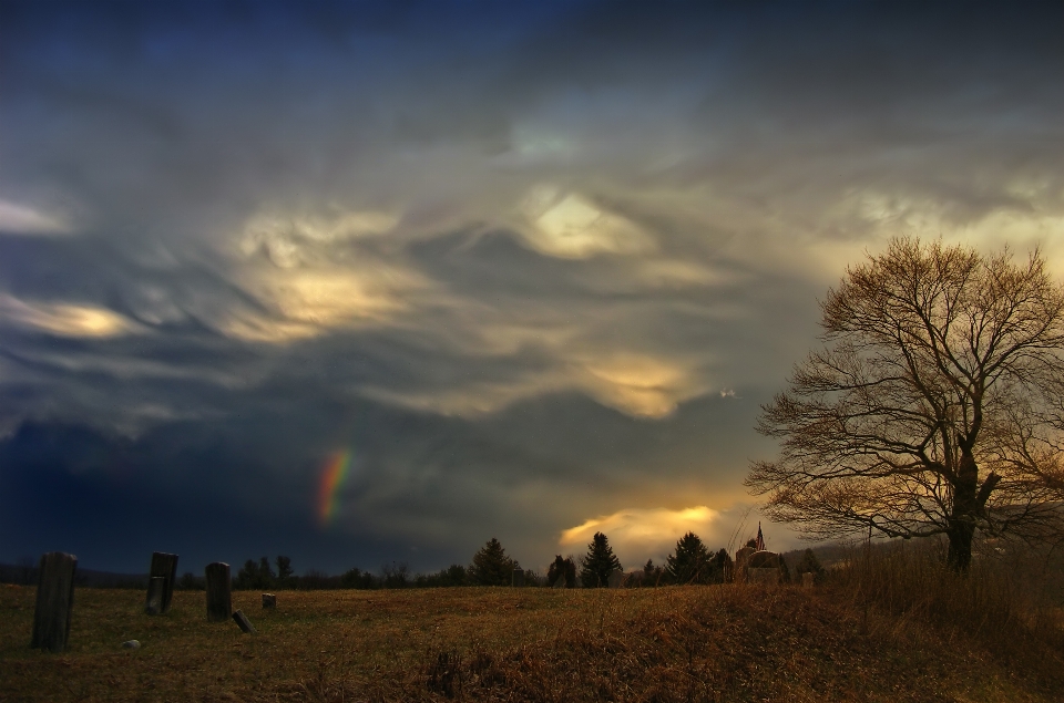 Albero natura orizzonte nube