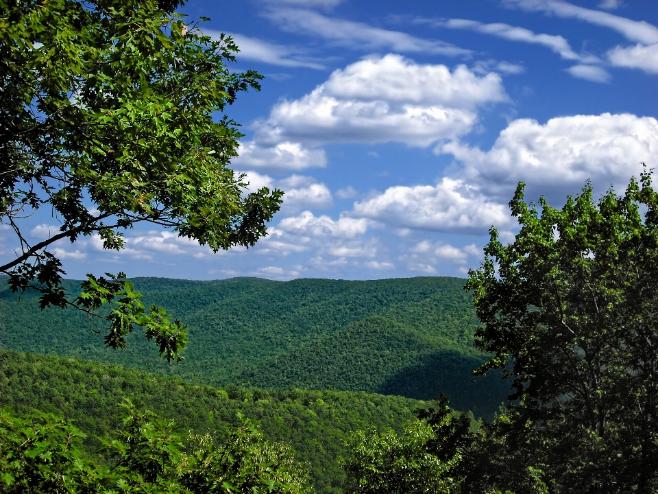 Paesaggio albero natura foresta