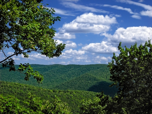 Landscape tree nature forest Photo