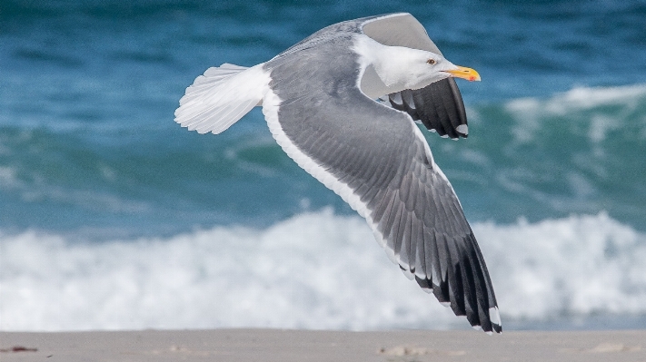 Sea ocean bird wing Photo