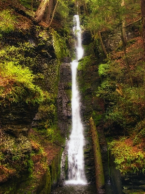 Foto árvore água floresta cachoeira