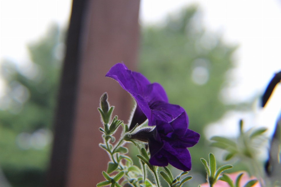 Natura fiore pianta petalo