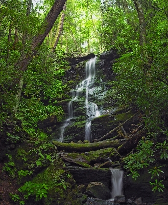 Tree nature forest waterfall Photo