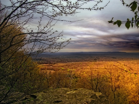 Landscape tree nature forest Photo