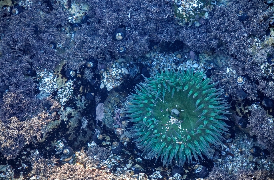 Water underwater biology coral