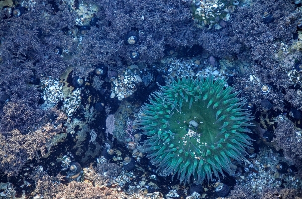 Water underwater biology coral Photo