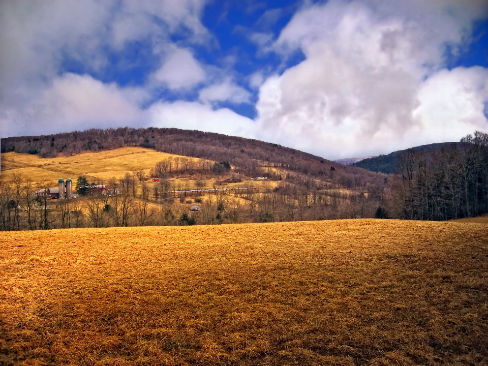 Landscape tree nature horizon