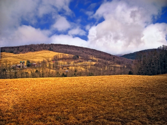 風景 木 自然 地平線 写真