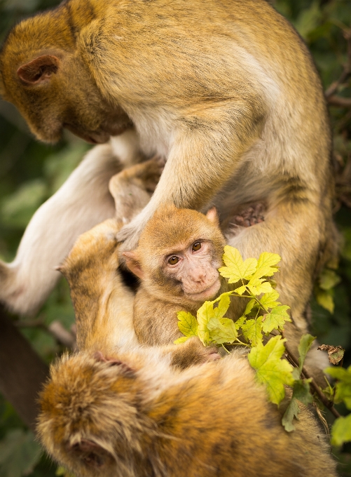 Tier tierwelt säugetier affe