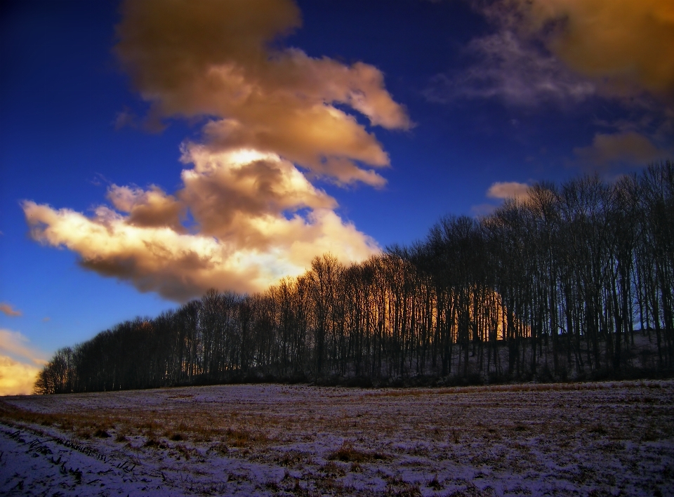 Paesaggio albero natura montagna