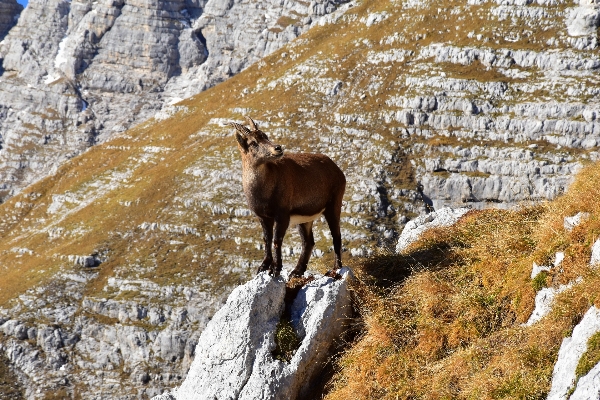 Mountain range cliff wildlife Photo