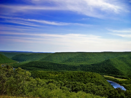 Landscape tree nature forest Photo