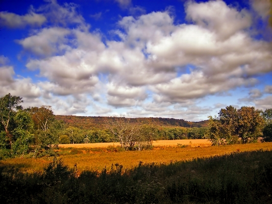 Landscape tree nature grass Photo