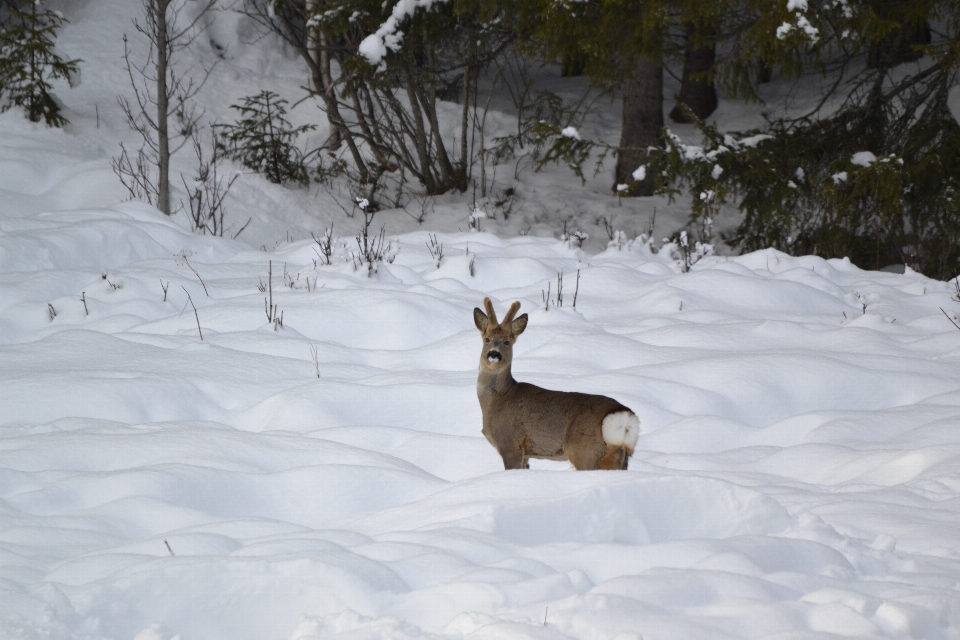 Schnee winter reh wetter