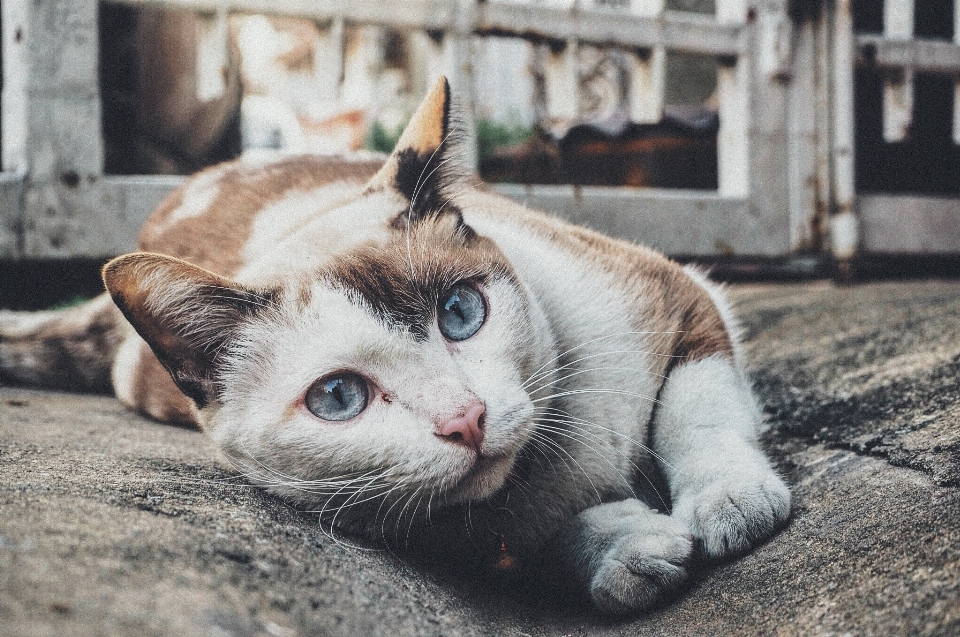 Animale domestico gattino gatto