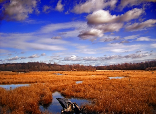 Landscape tree nature grass Photo