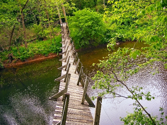 Tree water forest hiking Photo