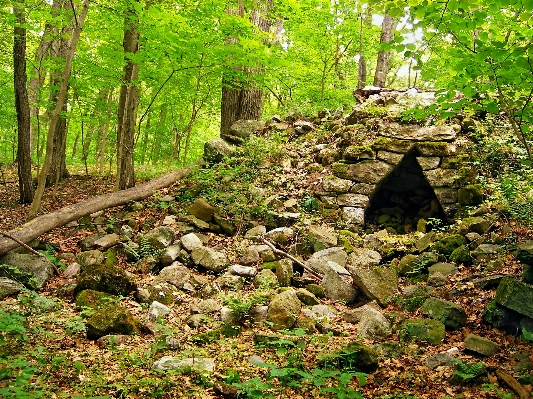 Tree nature forest rock Photo