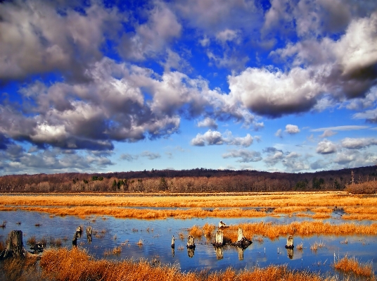 Photo Paysage herbe horizon le marais
