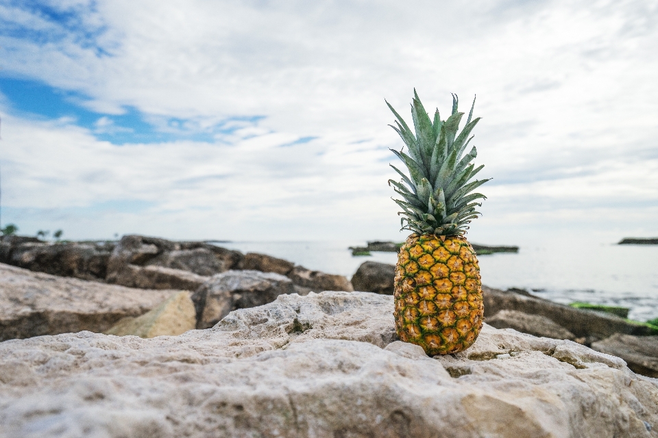 Baum rock anlage frucht