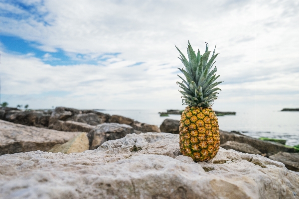 Tree rock plant fruit Photo