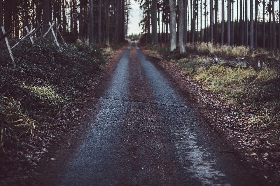 Tree nature forest path