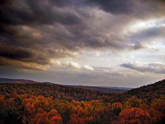 Landscape tree nature forest Photo