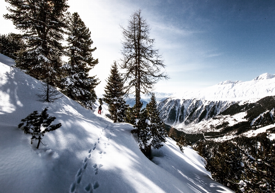 Albero montagna nevicare inverno