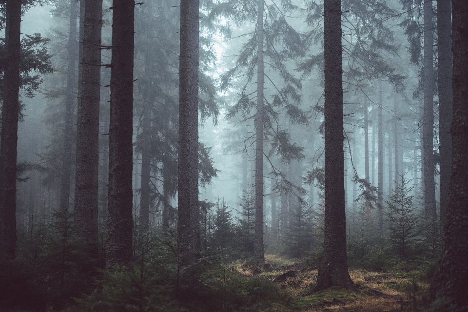 Baum natur wald zweig