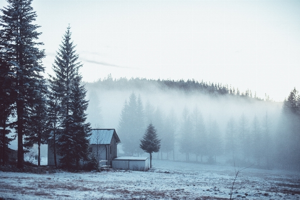 Tree nature forest mountain Photo