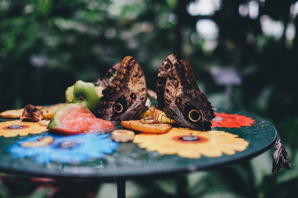 Apple table wing fruit Photo